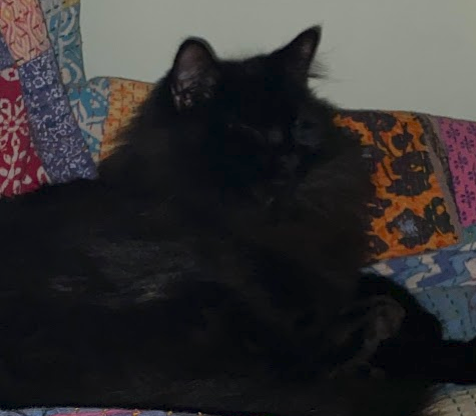 black fluffy cat with closed eyes. his features are barely discernible - he looks like a blob of fluff.